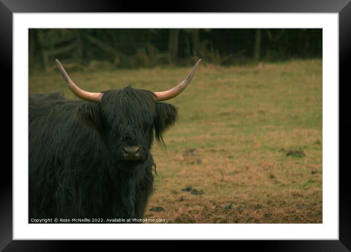 A Black Highland Cow Framed Mounted Print by Ross McNeillie