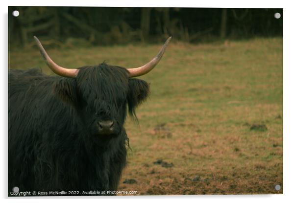 A Black Highland Cow Acrylic by Ross McNeillie