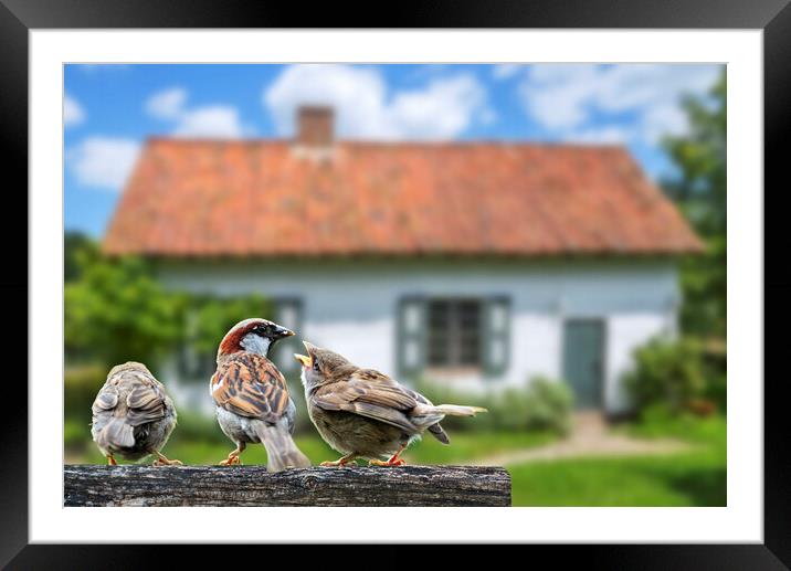 House Sparrow with Juveniles Framed Mounted Print by Arterra 