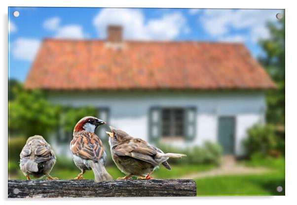 House Sparrow with Juveniles Acrylic by Arterra 