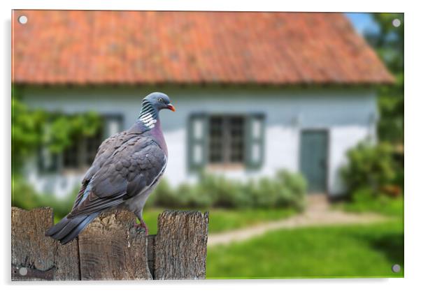 Wood Pigeon in Garden Acrylic by Arterra 
