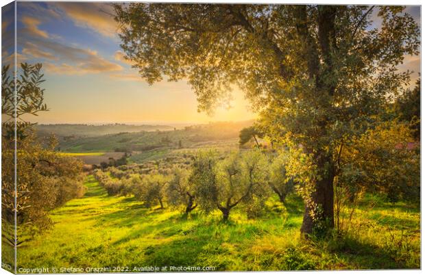 Maremma countryside and olive grove. Casale Marittimo,  Canvas Print by Stefano Orazzini