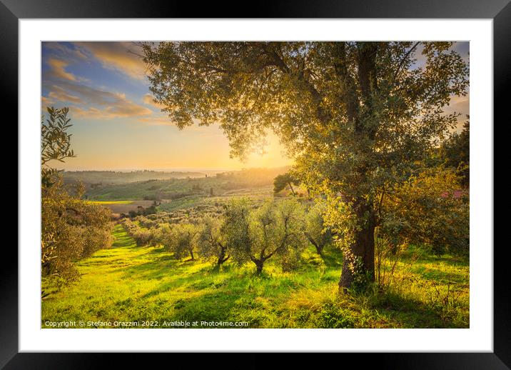 Maremma countryside and olive grove. Casale Marittimo,  Framed Mounted Print by Stefano Orazzini