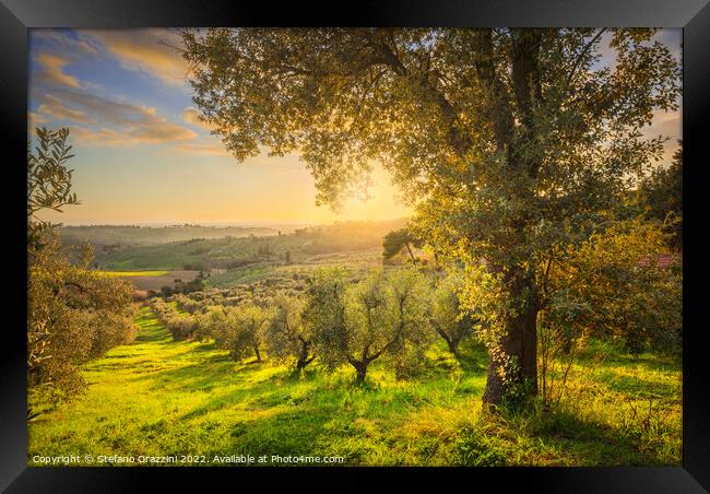 Maremma countryside and olive grove. Casale Marittimo,  Framed Print by Stefano Orazzini