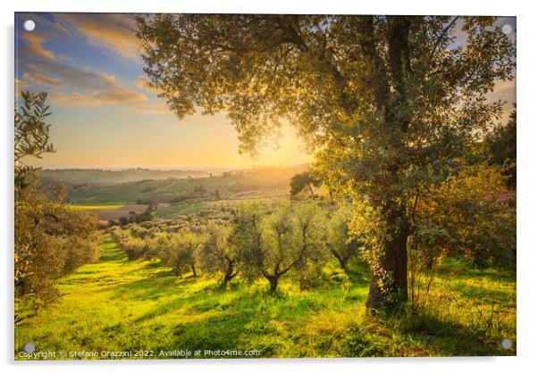 Maremma countryside and olive grove. Casale Marittimo,  Acrylic by Stefano Orazzini