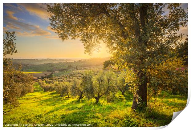 Maremma countryside and olive grove. Casale Marittimo,  Print by Stefano Orazzini