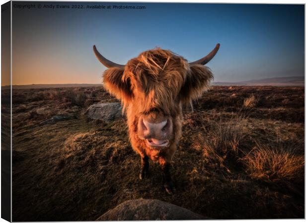 A cow standing on top of a dry grass field Canvas Print by Andy Evans