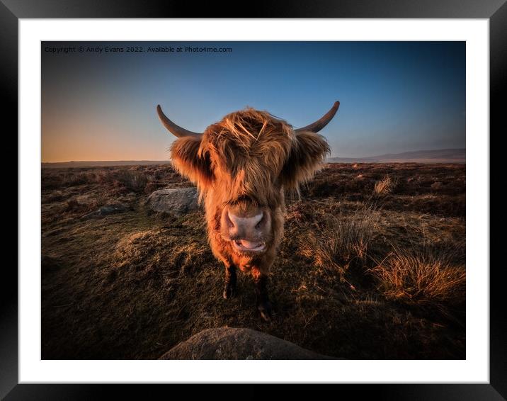 A cow standing on top of a dry grass field Framed Mounted Print by Andy Evans