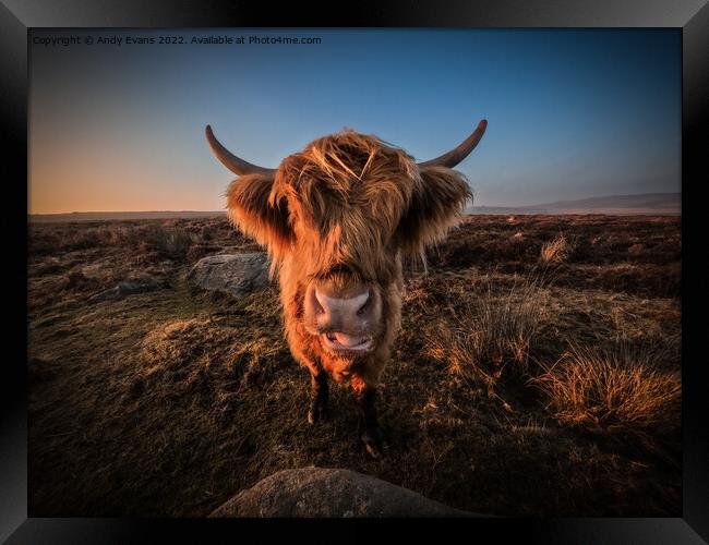 A cow standing on top of a dry grass field Framed Print by Andy Evans