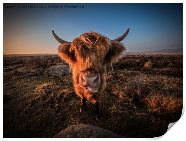 A cow standing on top of a dry grass field Print by Andy Evans