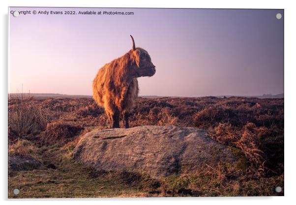 Highland cow Acrylic by Andy Evans