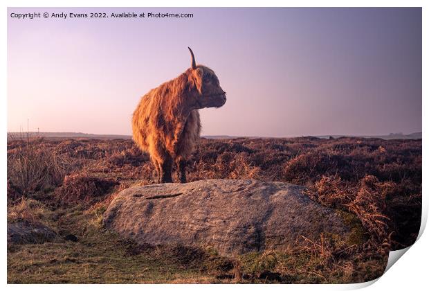 Highland cow Print by Andy Evans