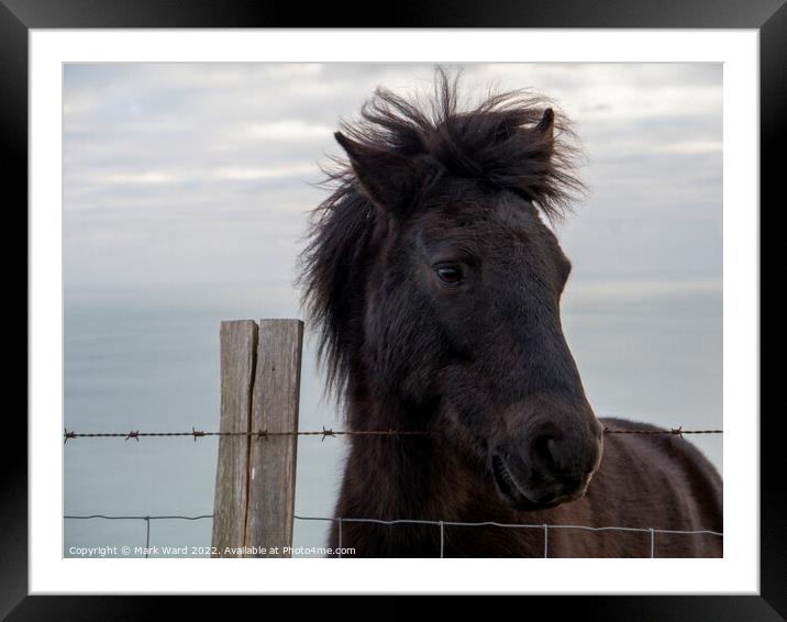 An Exmoor Pony in Sussex. Framed Mounted Print by Mark Ward