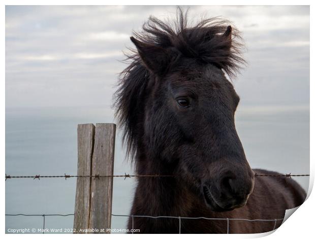 An Exmoor Pony in Sussex. Print by Mark Ward