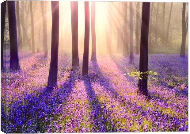 Bluebell Mists Canvas Print by David Neighbour