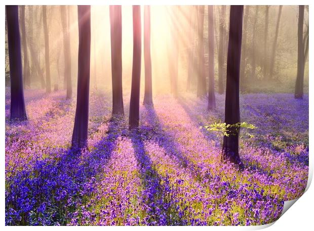 Bluebell Mists Print by David Neighbour