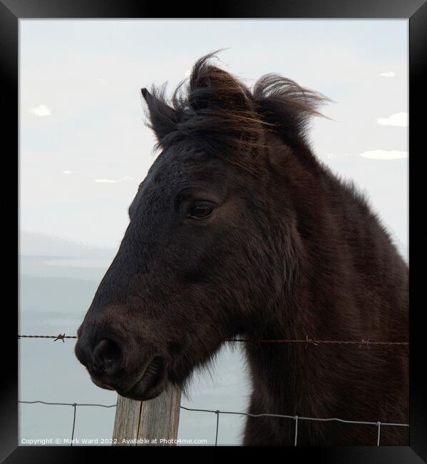 A Portrait of an Exmoor Pony. Framed Print by Mark Ward