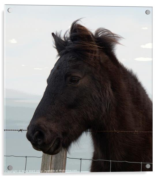A Portrait of an Exmoor Pony. Acrylic by Mark Ward