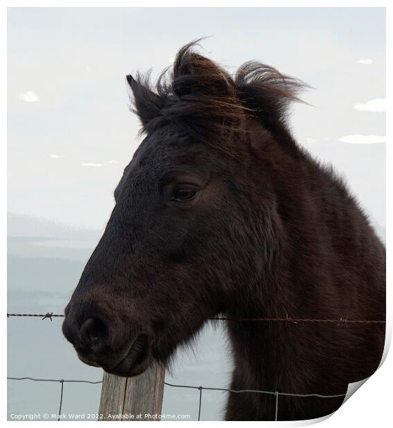 A Portrait of an Exmoor Pony. Print by Mark Ward