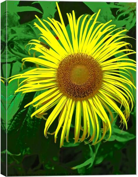 Unusual Sunflower Canvas Print by Stephanie Moore