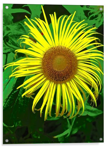 Unusual Sunflower Acrylic by Stephanie Moore