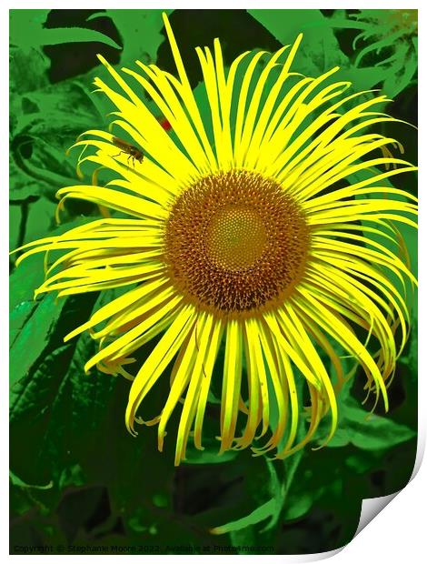 Unusual Sunflower Print by Stephanie Moore