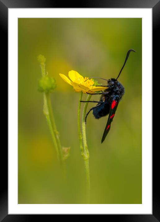 five-Spot Burnet (Zygaena trifolii) Framed Mounted Print by chris smith