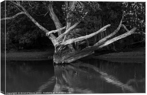 Naked Tree Reflection in black and white Canvas Print by Errol D'Souza