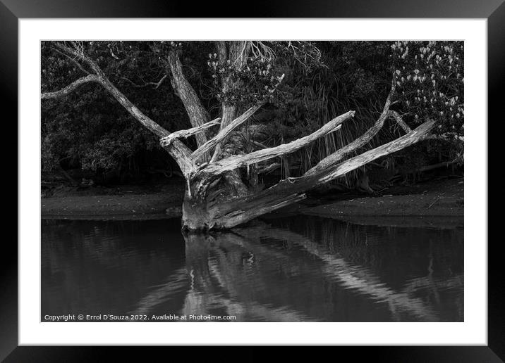 Naked Tree Reflection in black and white Framed Mounted Print by Errol D'Souza