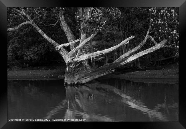Naked Tree Reflection in black and white Framed Print by Errol D'Souza