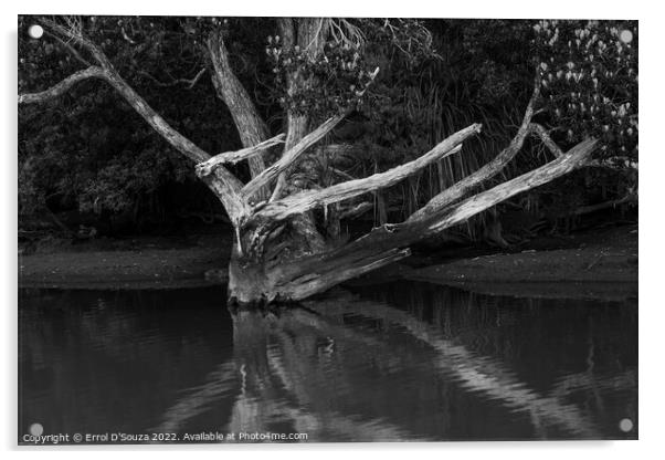 Naked Tree Reflection in black and white Acrylic by Errol D'Souza