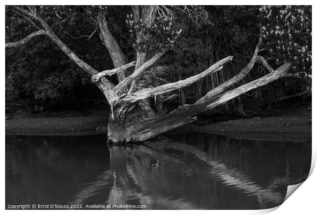 Naked Tree Reflection in black and white Print by Errol D'Souza