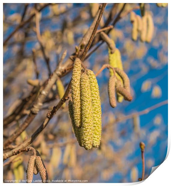 Hazel Catkins Print by Richard Laidler