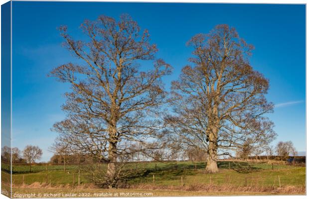 Two Sycamore Silhouettes Canvas Print by Richard Laidler