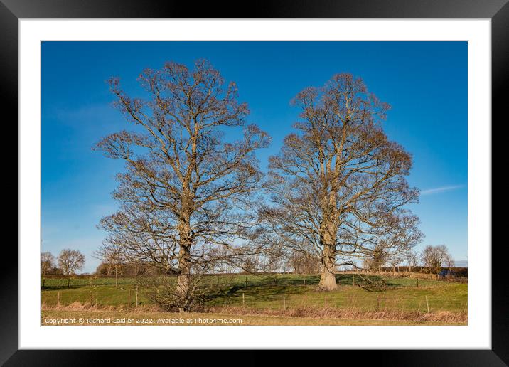 Two Sycamore Silhouettes Framed Mounted Print by Richard Laidler