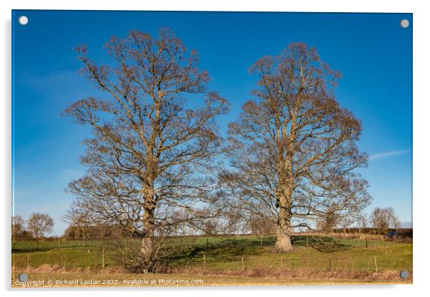 Two Sycamore Silhouettes Acrylic by Richard Laidler