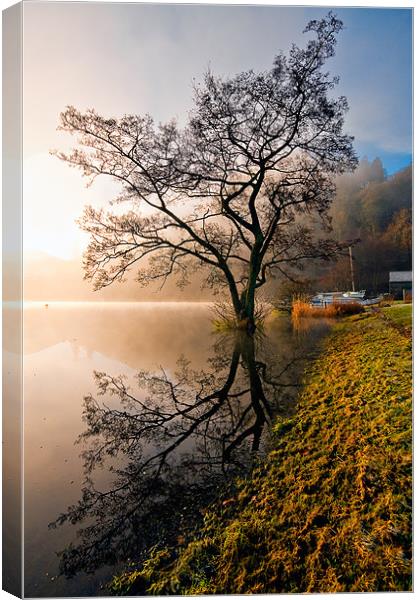 Tree Reflections, Ullswater Canvas Print by Jason Connolly