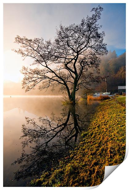 Tree Reflections, Ullswater Print by Jason Connolly
