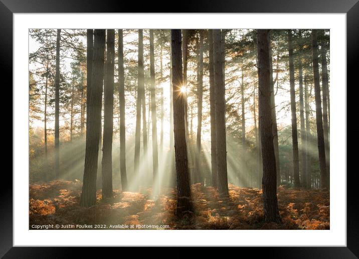 Forest sunbeams  Framed Mounted Print by Justin Foulkes