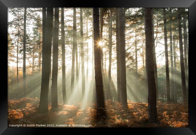 Forest sunbeams  Framed Print by Justin Foulkes