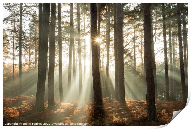 Forest sunbeams  Print by Justin Foulkes