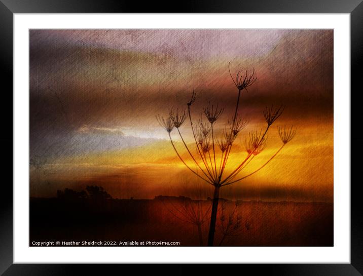 Cowslip Skeleton at Sunset Framed Mounted Print by Heather Sheldrick