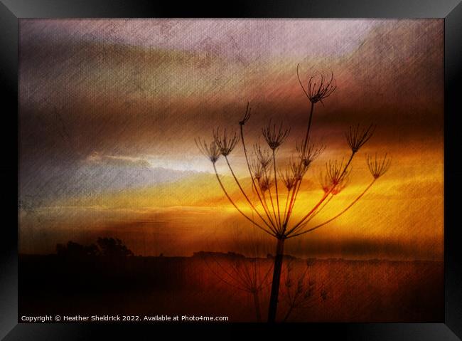 Cowslip Skeleton at Sunset Framed Print by Heather Sheldrick