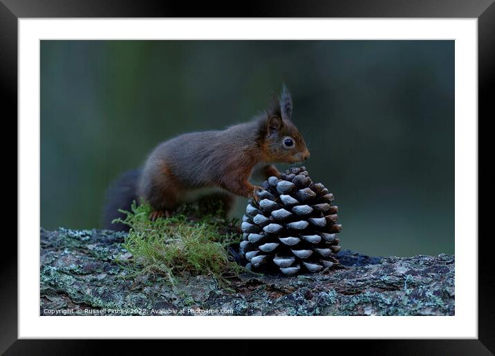 Red Squirrel Framed Mounted Print by Russell Finney