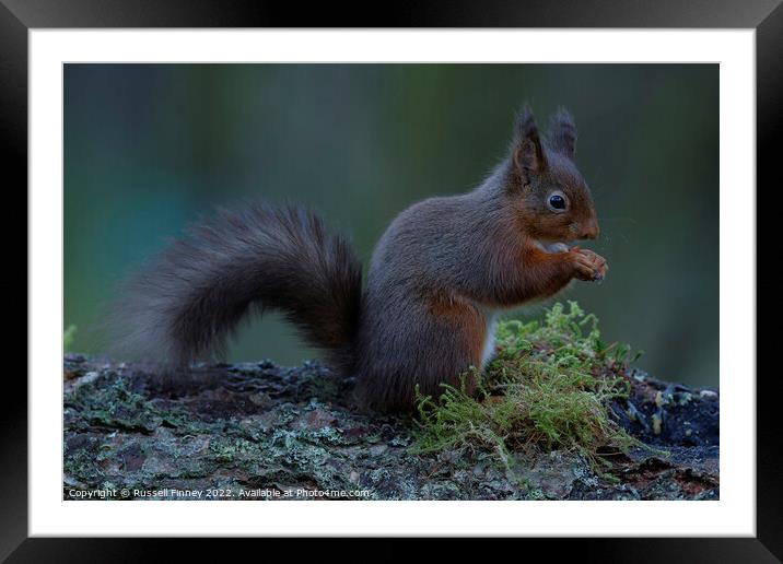 Red Squirrel Framed Mounted Print by Russell Finney