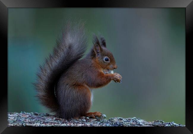 Red Squirrel Framed Print by Russell Finney