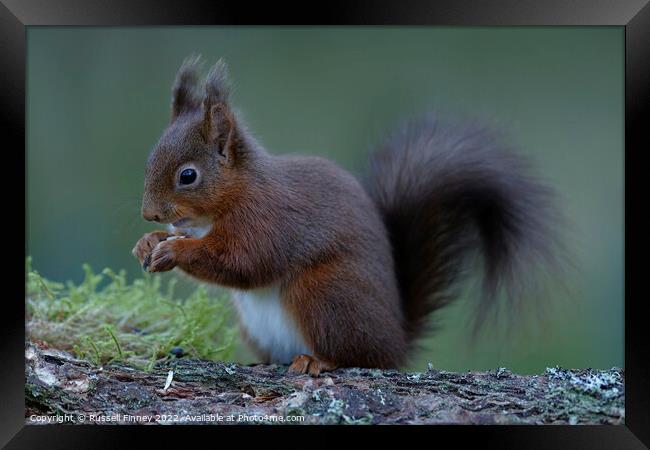 Red Squirrel Framed Print by Russell Finney