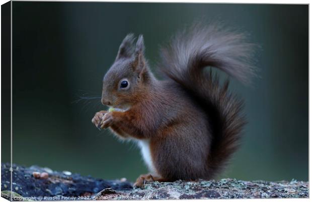Red Squirrel Canvas Print by Russell Finney