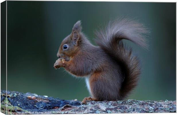 Red Squirrel Canvas Print by Russell Finney