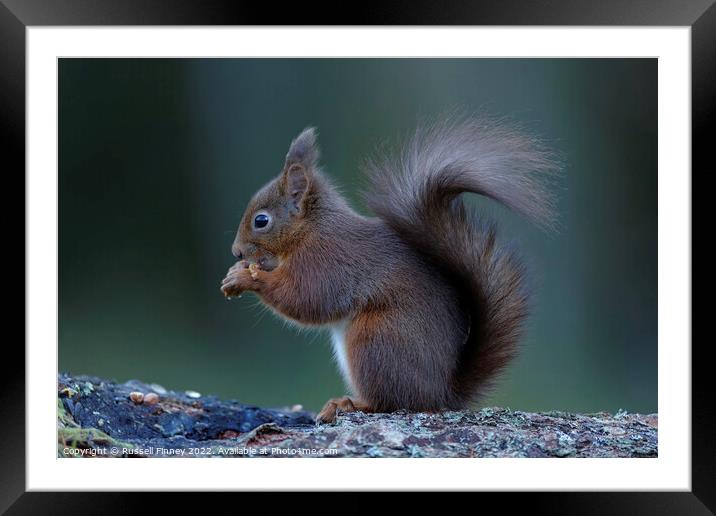 Red Squirrel Framed Mounted Print by Russell Finney